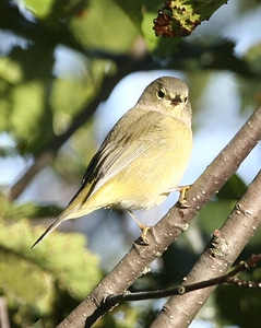 Orange-crowned Warbler-12 photo