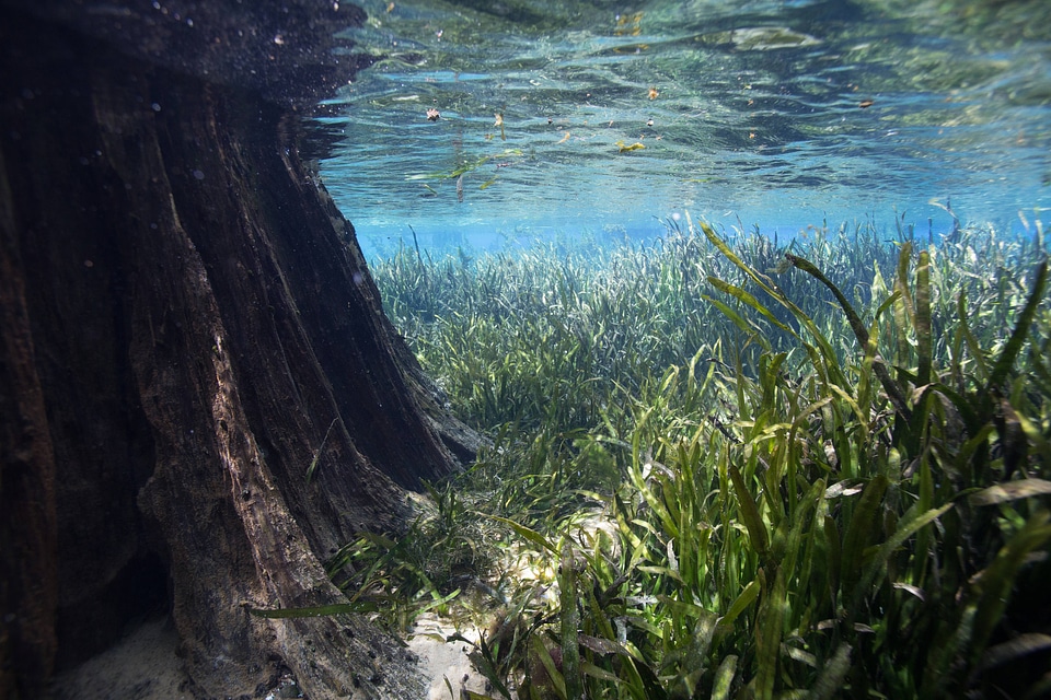 Bald cypress roots and eelgrass-10