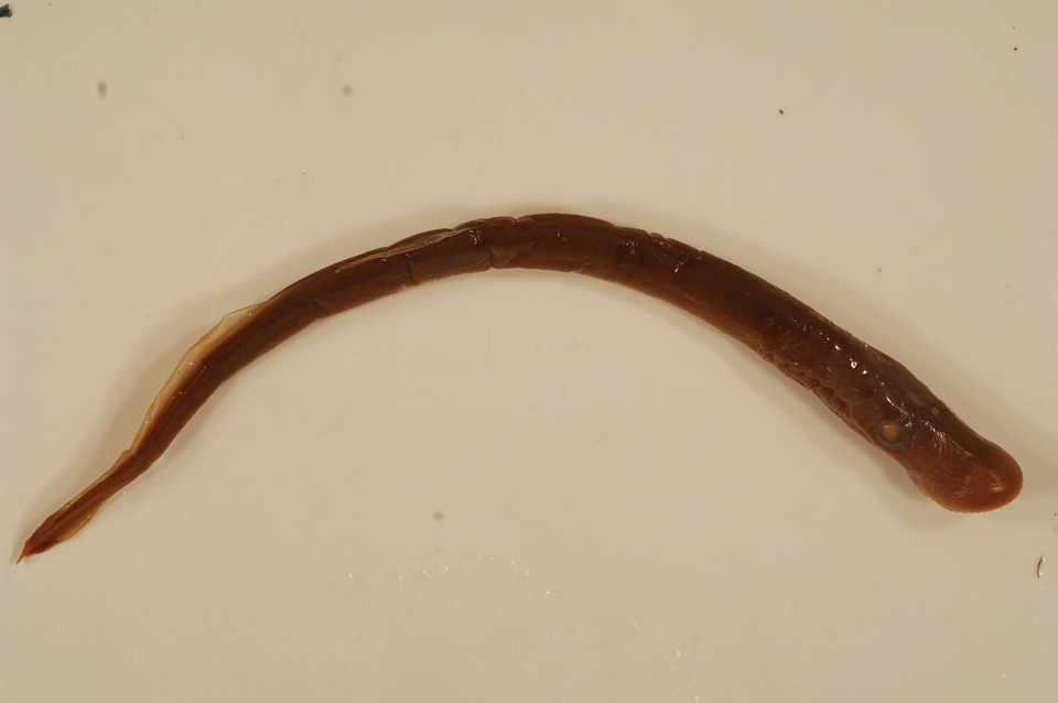 Petromyzon marinus-4