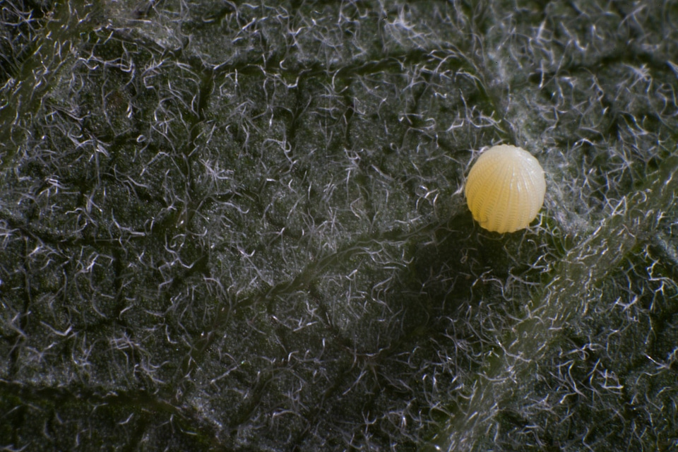 Monarch butterfly egg-2