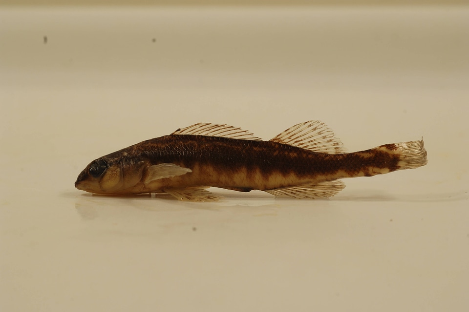 Percina nigrofasciata-1