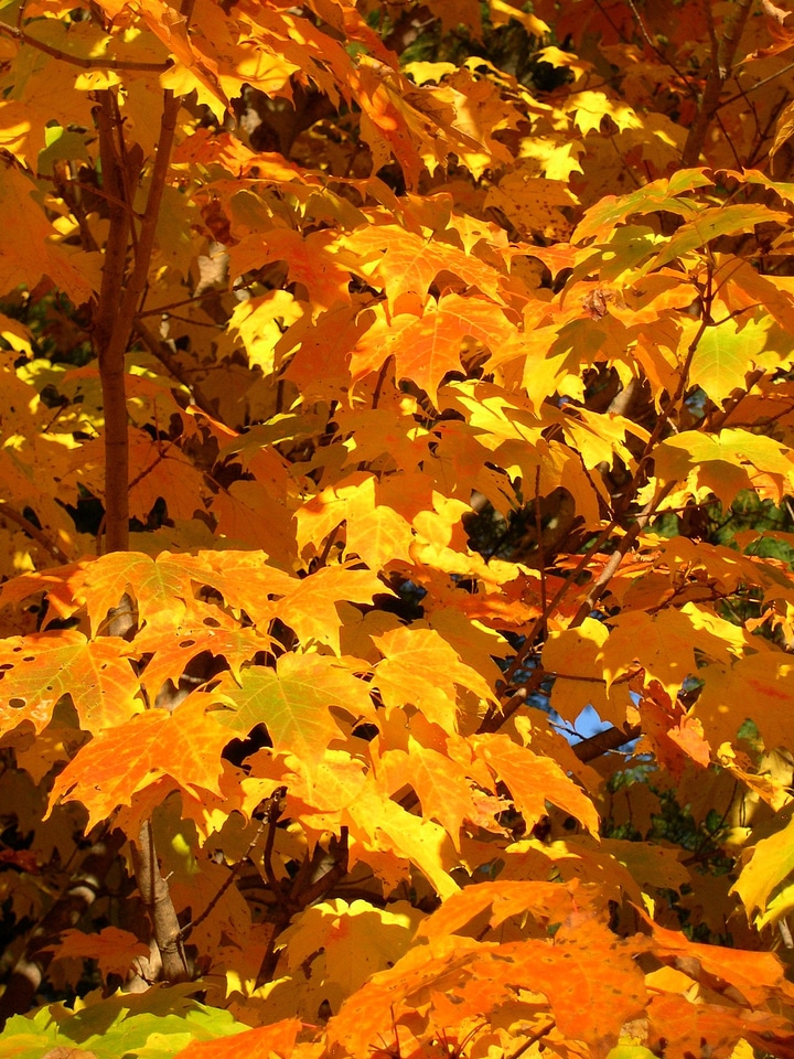 Branches sun golden