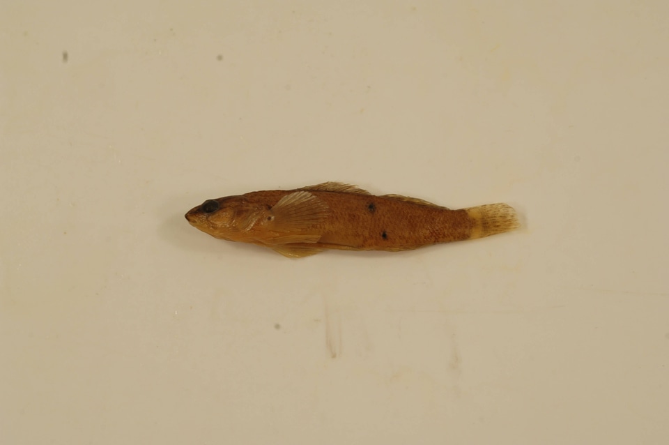 Etheostoma tippecanoe-3