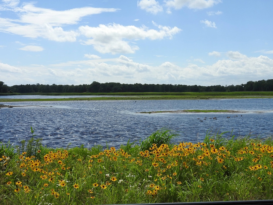 Black-eyed Susans along the Wildlife Drive-6
