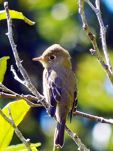 Pacific-slope Flycatcher-2