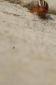 Colorado potato beetle-1