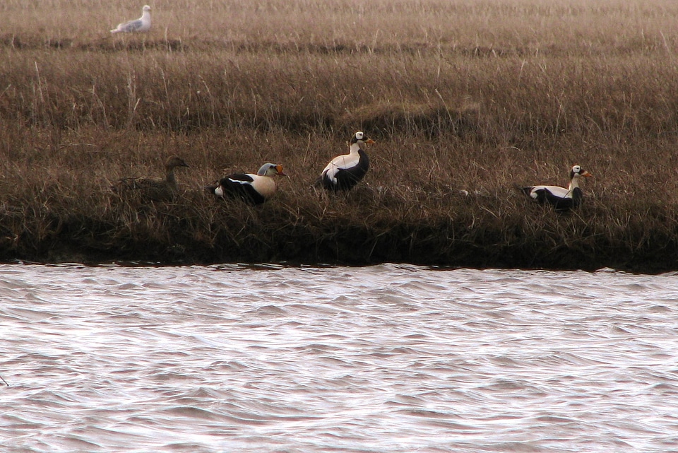 King Eider pair hanging out