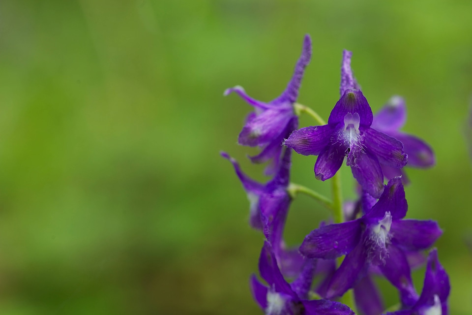 Spring Larkspur-1