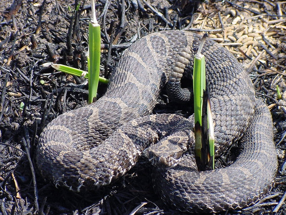 Snake sunning in burn area