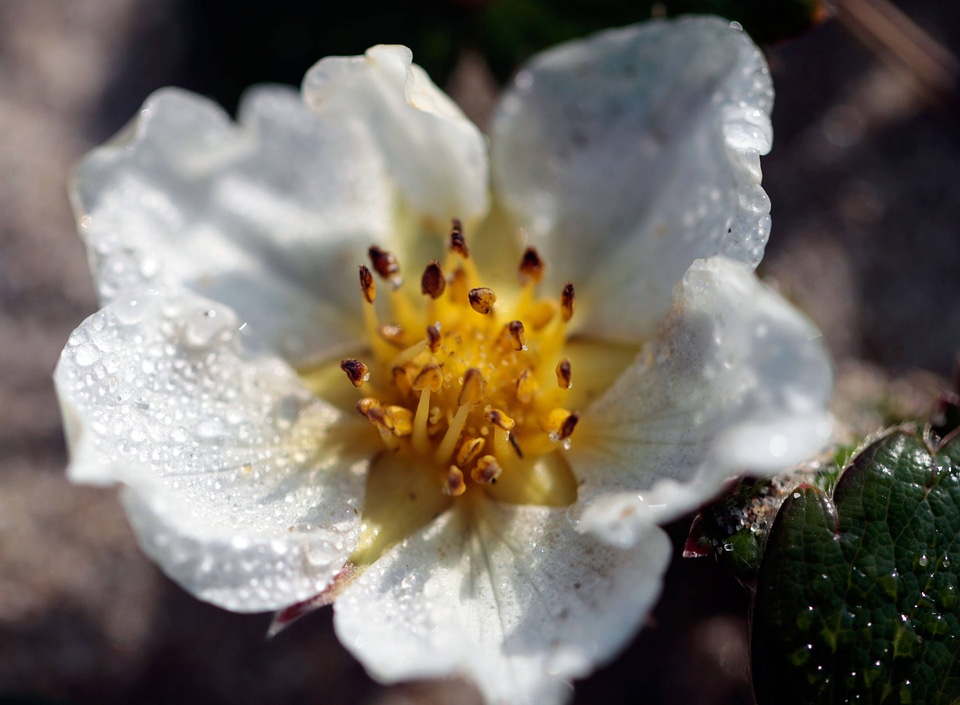 Fragaria chiloensis