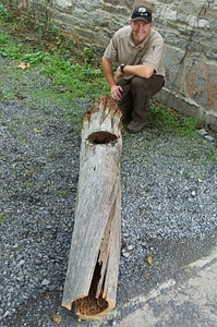 Service employee documenting a Longleaf Pine stump photo