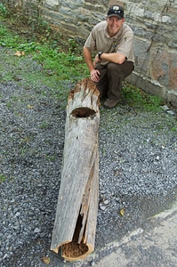 Service employee documenting a Longleaf Pine stump