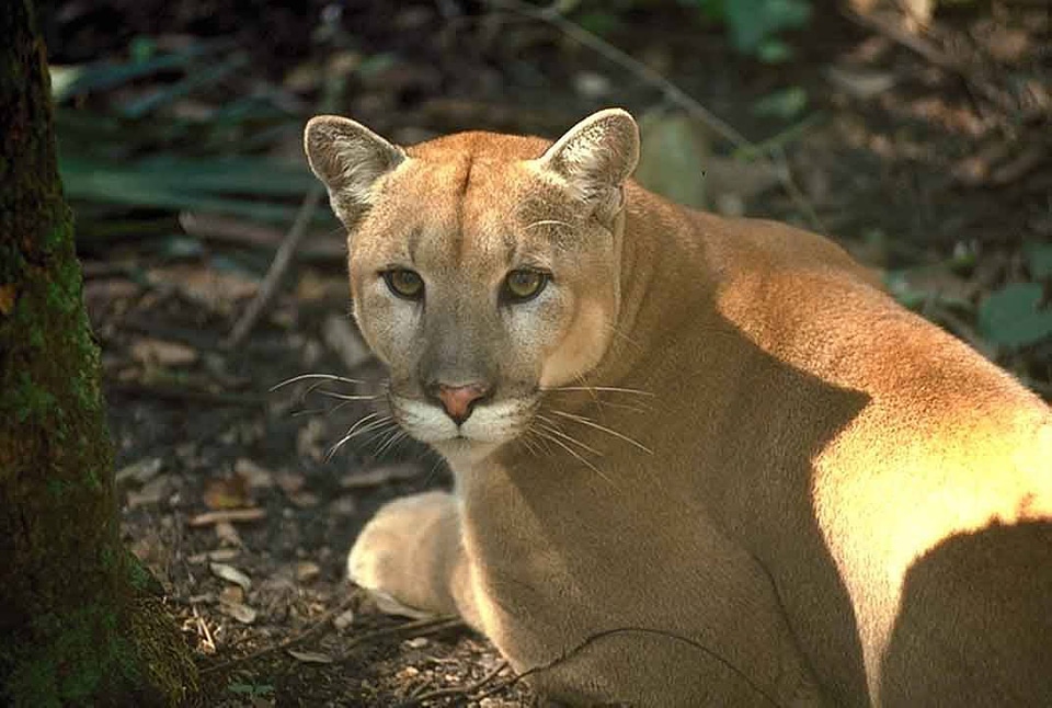 Florida panther-3 photo