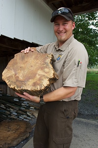 Service employee with a crosssection of a Longleaf Pine tree photo
