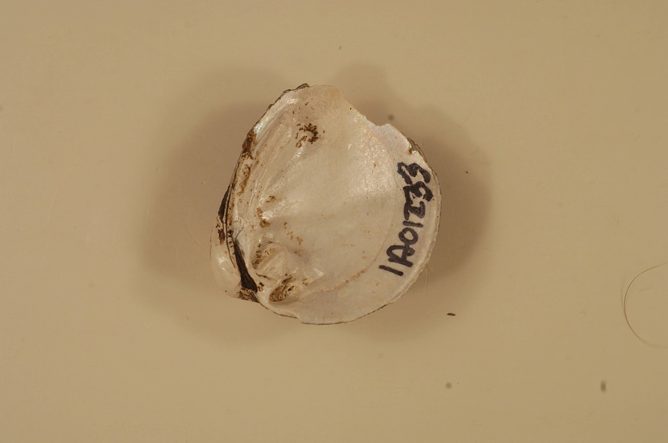 Obovaria olivaria (inside)
