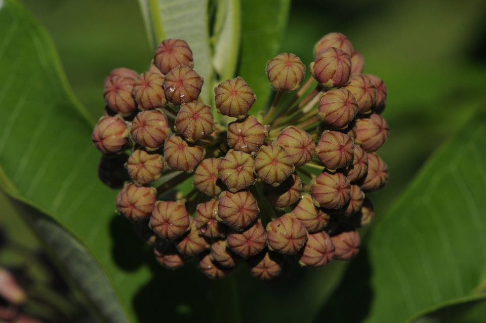 Common Milkweed  Buds