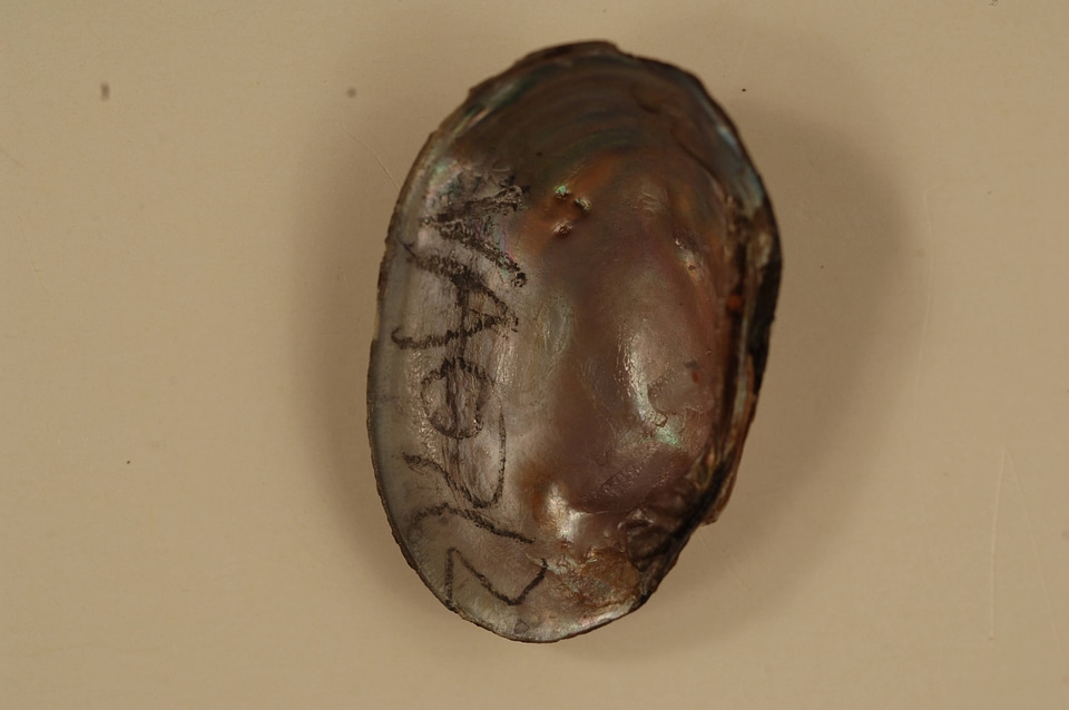 Toxolasma lividum (inside)