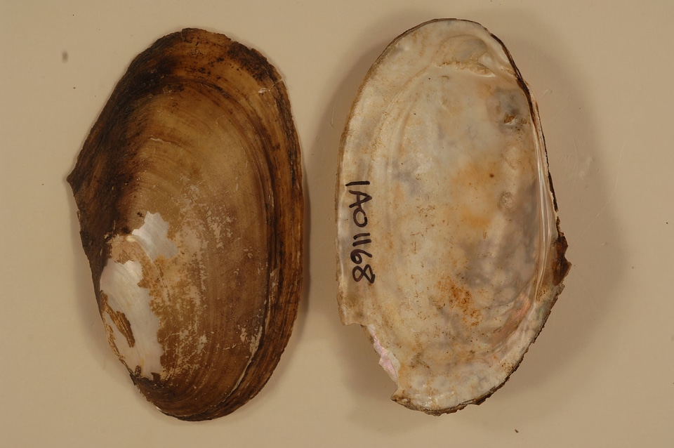 Leptodea fragilis-1