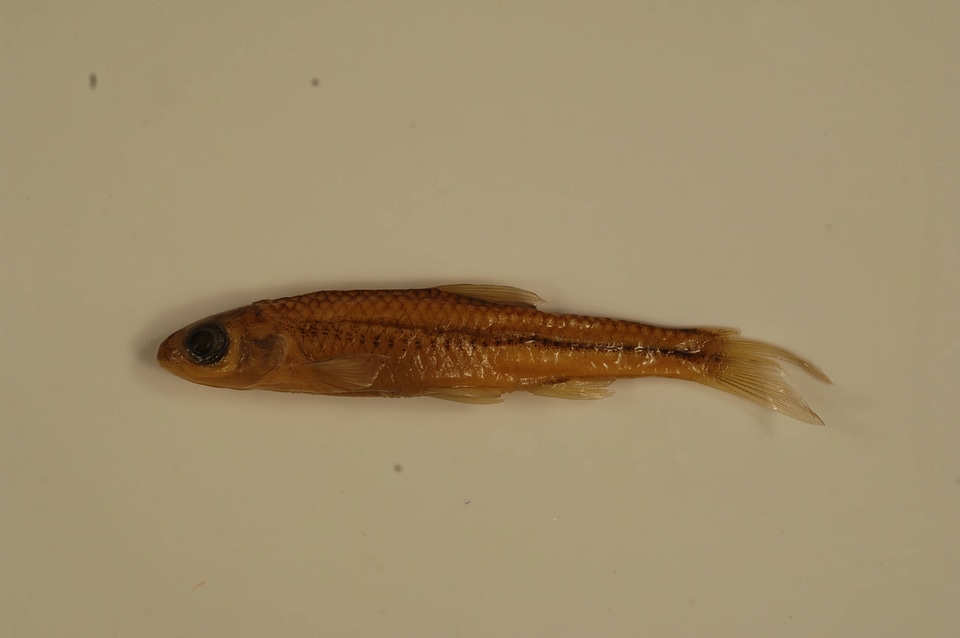 Notropis stramineus-4