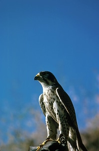 Peregrine Falcon-3 photo
