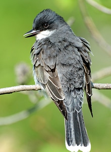 Eastern Kingbird-6 photo