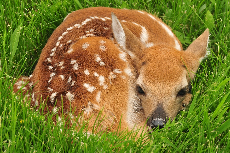 White-tailed Deer fawn laying in grass