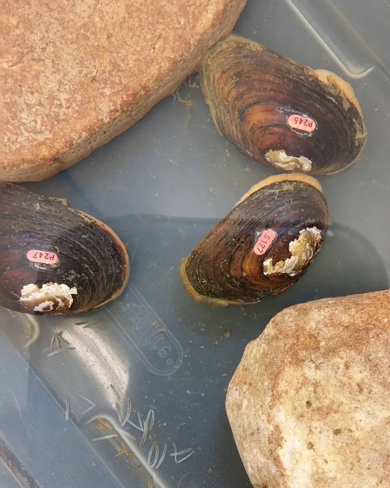 Extracting conglutinates from the James spinymussel
