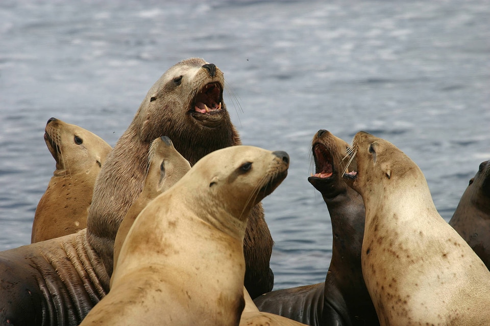 Steller sea lions-5