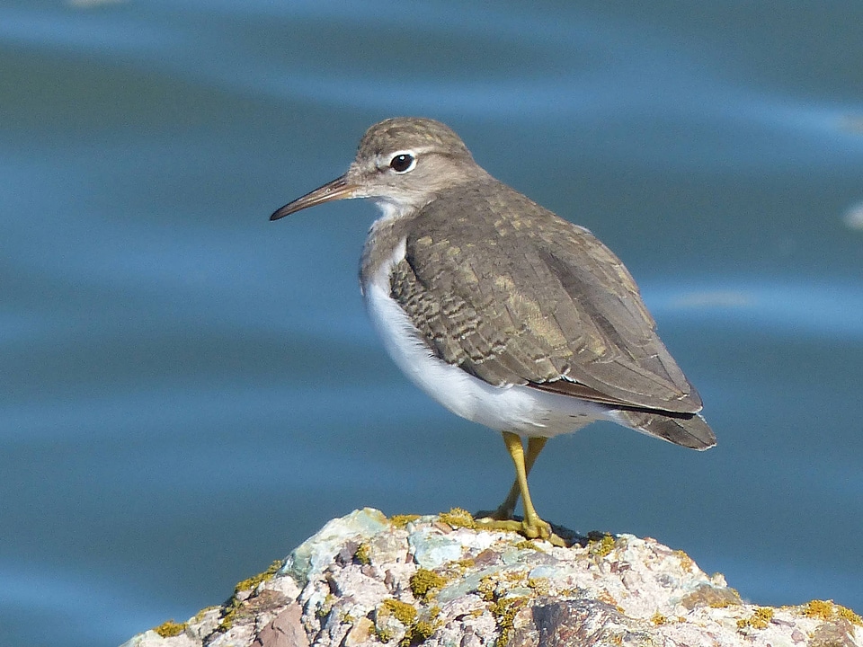 Spotted Sandpiper-1