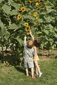 Reaching for a sunflower
