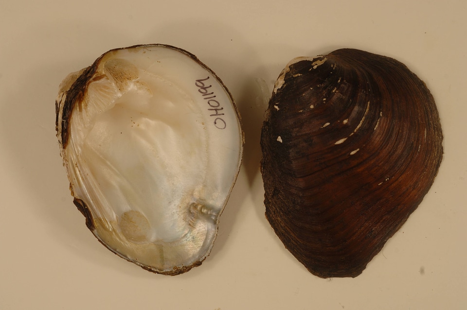 Pleurobema cordatum-2