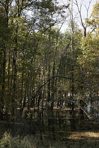 Flood damage on bottom land with hardwood trees at Swan Lake National Wildlife Refuge-2