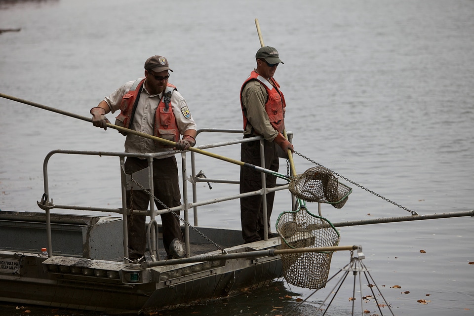 Electrofishing for Northern Snakehead-1