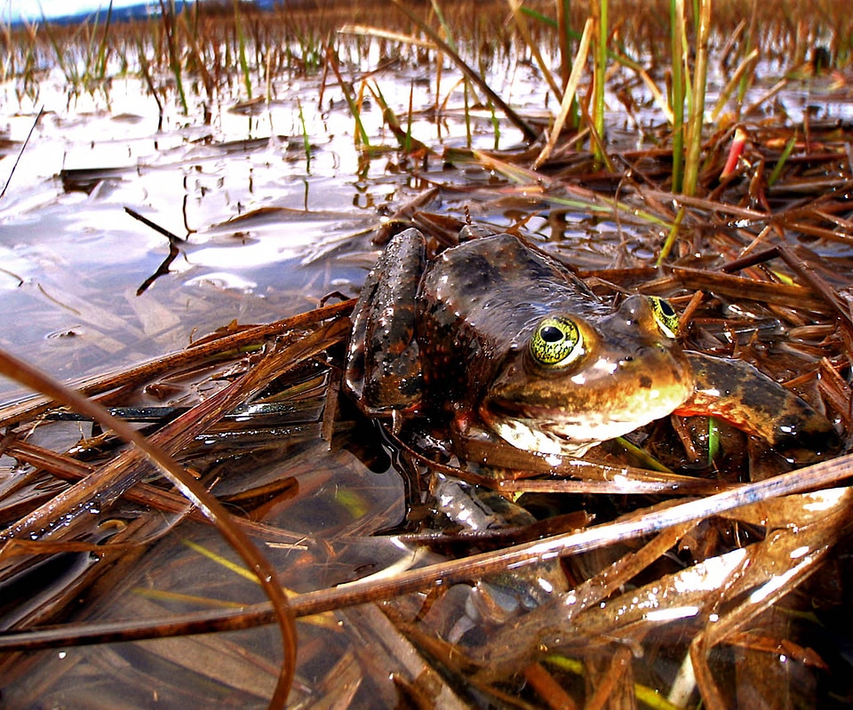 Oregon spotted frog