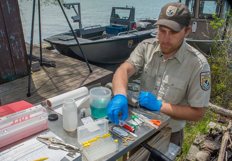 USFWS fisheries worker prepares to insert transmitter in lake sturgeon-2
