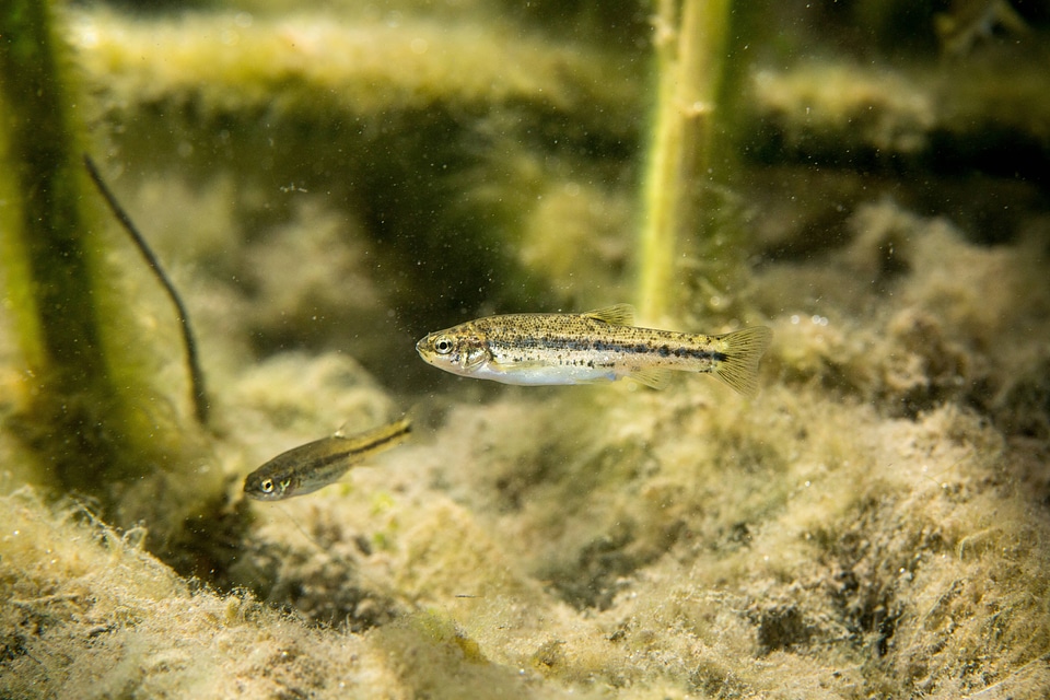Ash Meadows Speckled Dace-2