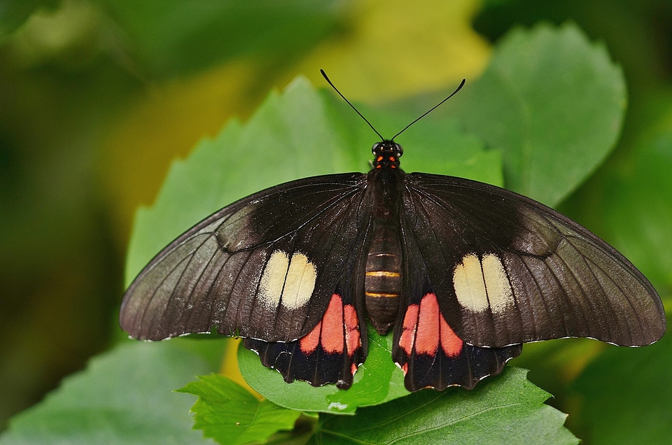 Insect wildlife green