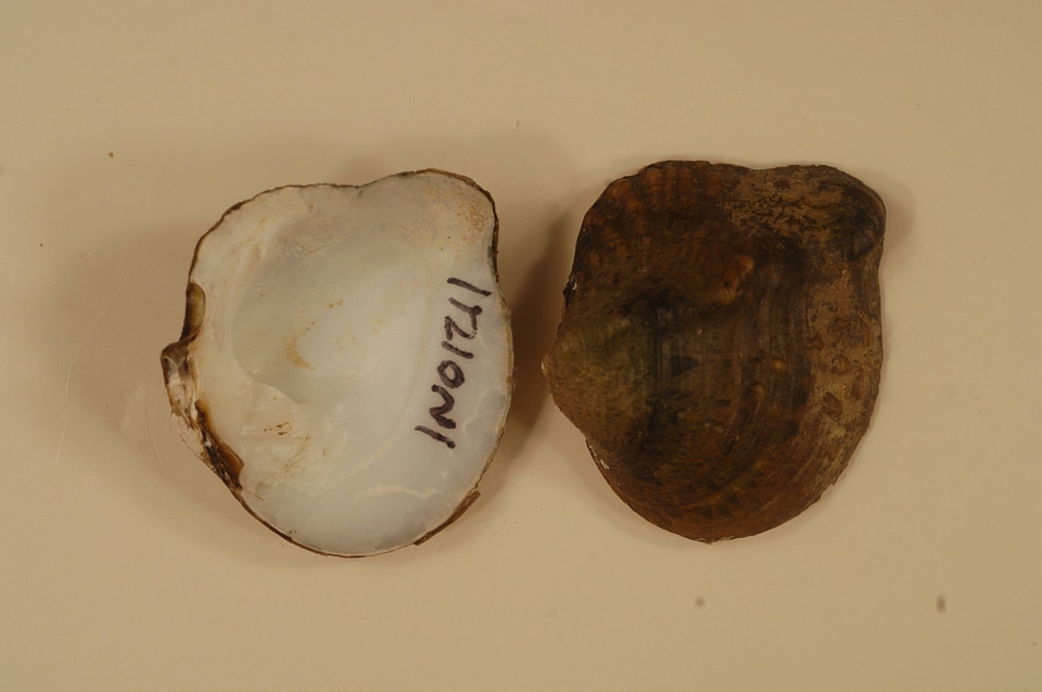 Theliderma metanevra-2