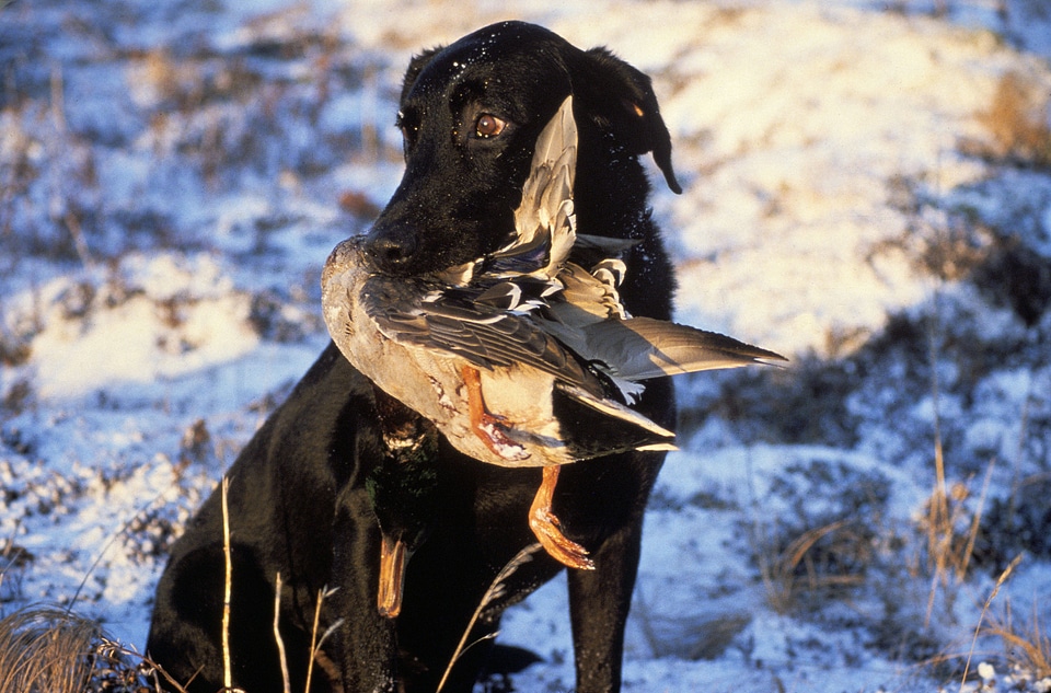 Labrador Retriever with Drake Mallard
