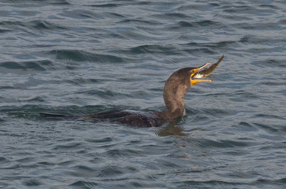 Double-crested Cormorant catches fish