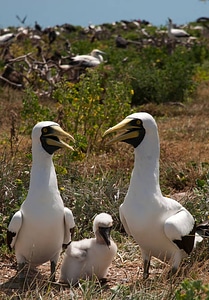 Masked boobies with chick photo