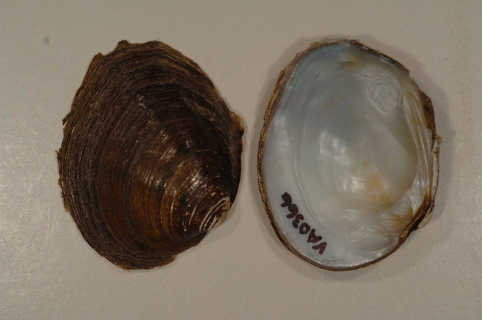 Pleuronaia barnesiana-2