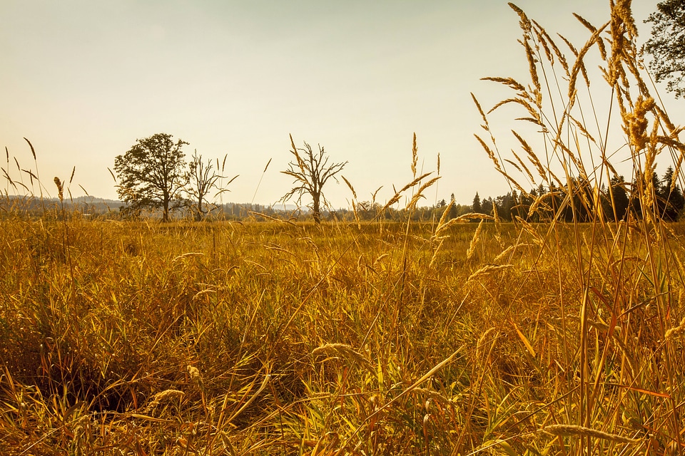 Evening in late summer at Tualation River National Wildlife Refuge