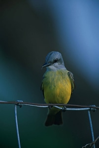 Western kingbird-5 photo