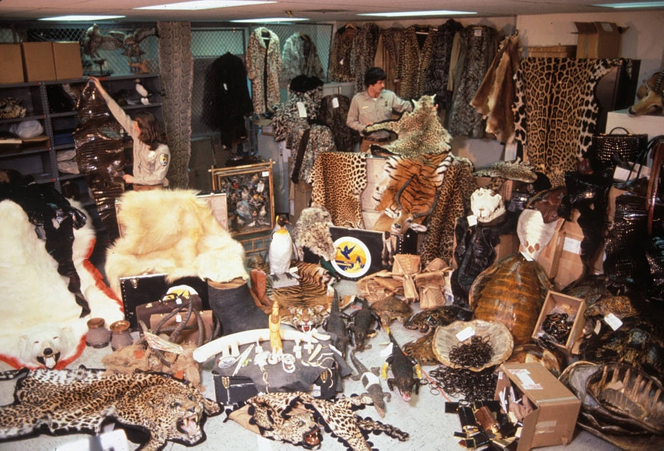Confiscated wildlife products