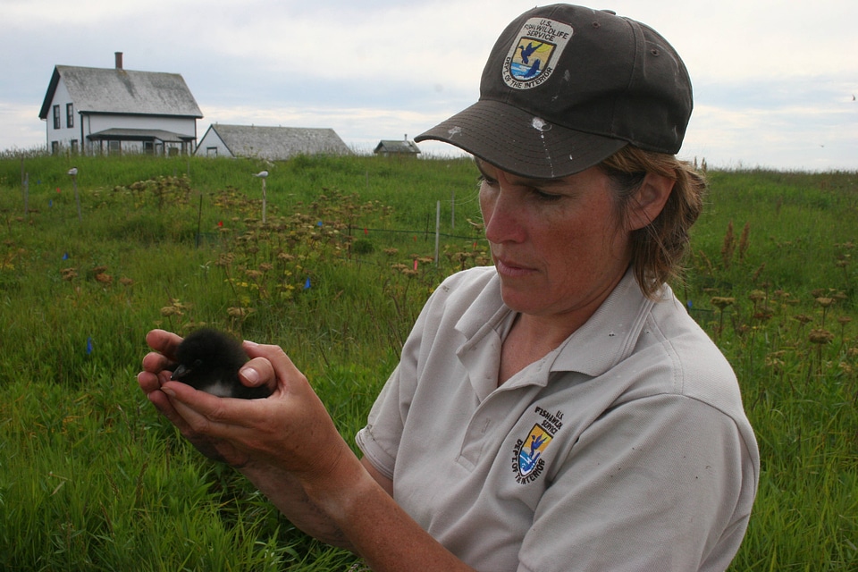 Service employee holds Razorbill chick