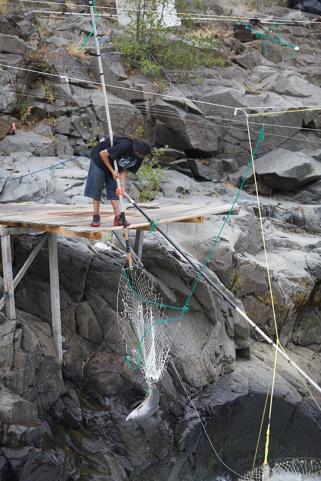 Yakama tribal member traditional net fishing