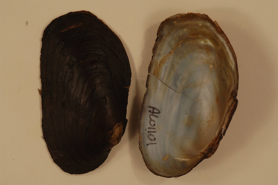 Strophitus connasaugaensis-2