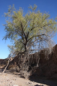 Image of an Exposed Root System