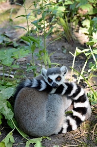 Animal wildlife wild